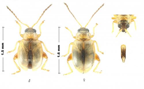 Réf. 266 600 : Aphthona nigriceps